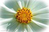 Close-up