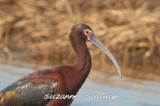 white faced ibis plum island
