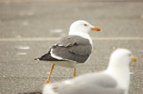 lesser black-backed gull salisbury