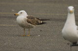 3rd year lesser black-backed gull salisbury ma