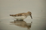 white rump, wait no semipalmated..............