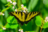 tiger swallow tail sandy point pi