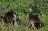 turkey family plum island