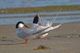 roseate terns sandy point plum island