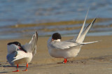 roseate terns sandy point plum island