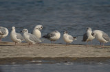 bonaparte's and little gull sandy point plum island ma