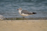 laughing gull sandy point plum island