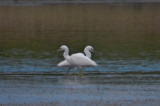 imm little blue and snowy egret bill forward plum island