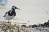 ruddy turnstone sandy point plum island