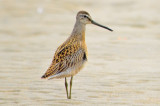juv short-billed dowitcher, sandy point