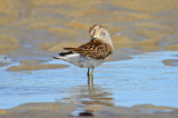 juv least sandpiper sandy point plum island