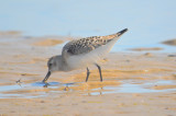 juv sanderling sandy point plum island