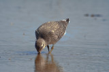 juv. red knot sandy point plum island