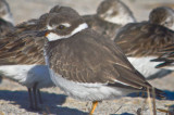 juv. semipalmated plover sandy point plum island