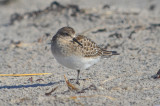 juv. Bairds Sandy Point PI