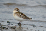 semipalmated sandpiper salisbury