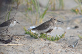 dunlin