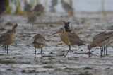 juv hudsonian godwit sandy point plum island