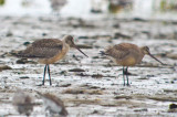 juv hudsonian godwit sandy point plum island
