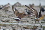 juv hudsonian godwit sandy point plum island