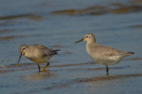 juv red knots sandy point plum island