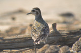 american golden plover sandy point pi
