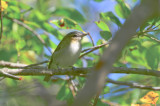 red-eyed vireo plum island