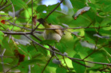 stubby billed red-eye vireo marblehead thicket