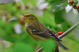 blackpoll plum island