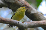 blackpoll warbler