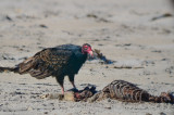 turkey vulture eating dead seal sandy point PI
