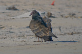 juv turkey vulture, sandy point PI