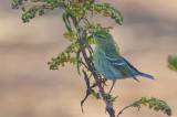 blackpoll wardens plum island