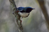 black-throated blue plum island