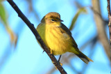eastern palm warbler wardens pi