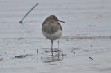 pectoral sandpiper sandy point plum island