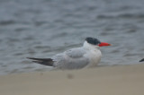 caspian tern sandy point plum island