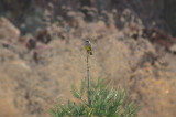 cassin's kingbird cherry hill res