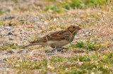 lapland longspur plum island