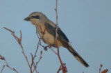 northern shrike deformed bill cherryhill res