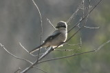 northern shrike cherryhill res