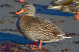 female mallard brace cove gloucester ma