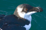 razorbill jodrey pier gloucester