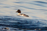 20120107-DSC_9982.jpg