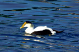 Hudson Bay subspecies?