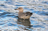 lesser black-backed gull still in juv plumage jodrey pier gloucester ma