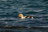 king eider atlantic rd gloucester