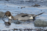 n.pintail gloucester brace cove