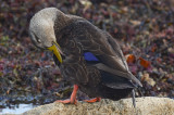 black duck brace cove gloucester