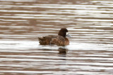 lesser scaup niles pond loucester
